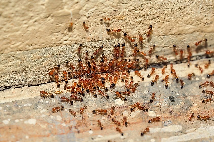 A colony of red imported fire ants (Solenopsis invicta)