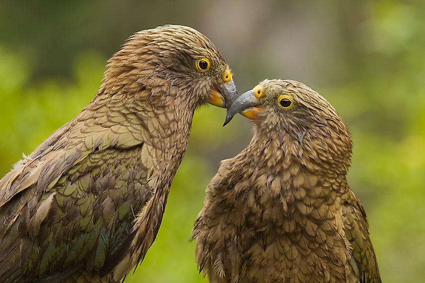 A pair of juvenile kea parrots