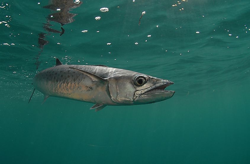 A king mackerel (Scomberomorus cavalla)