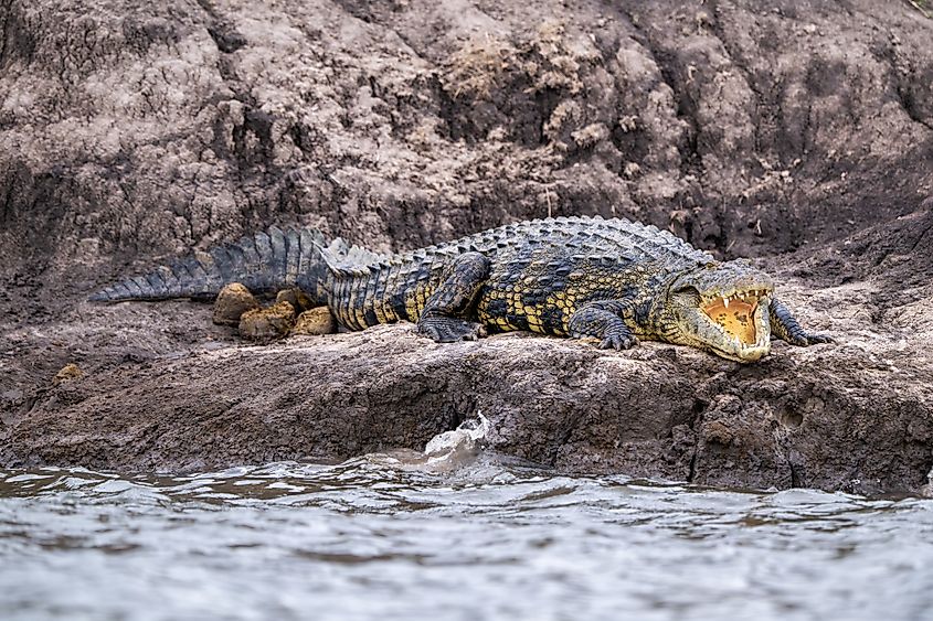 A Nile crocodile (Crocodylus niloticus)