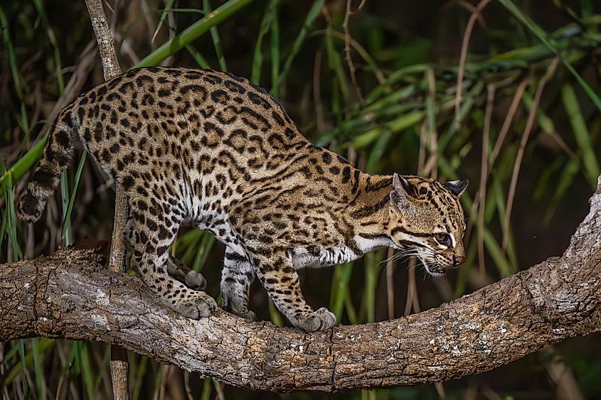 An ocelot looking down from a tree trunk.