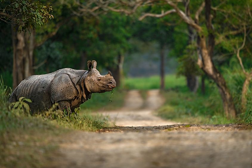 Adult Indian rhinoceros crossing a safari trail