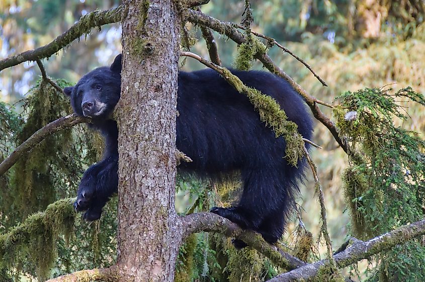 An American black bear climbing a tree in Alaska