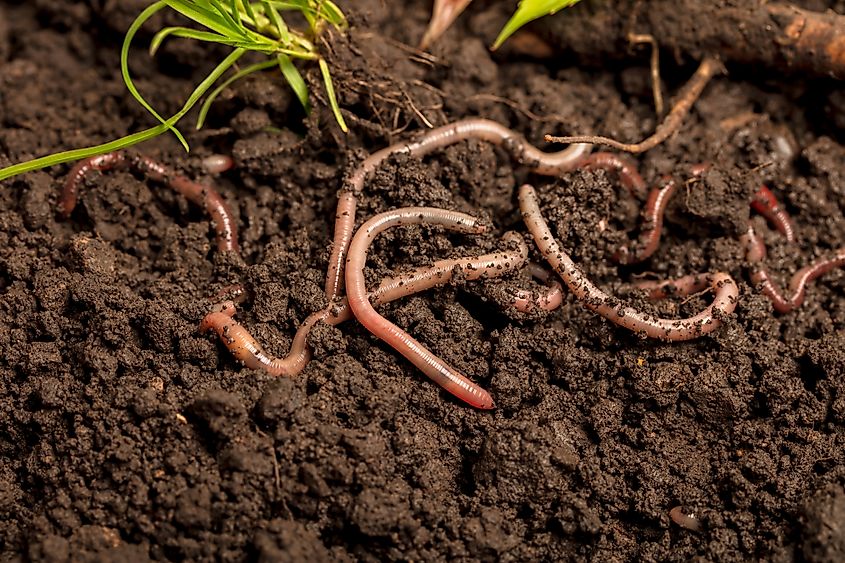 A close-up of worms in the soil