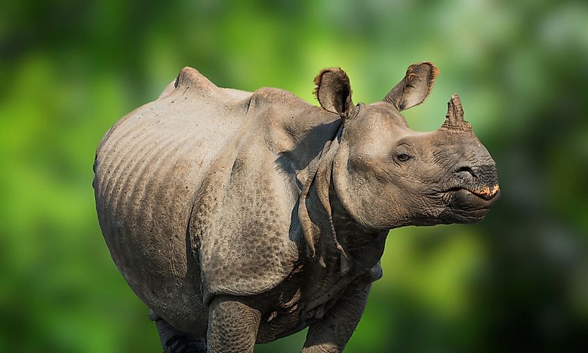 A Javan rhino (Rhinoceros sondaicus)