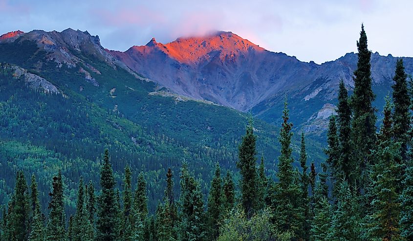 Spruce forest and peaks in Denali National Park and Preserve, Alaska