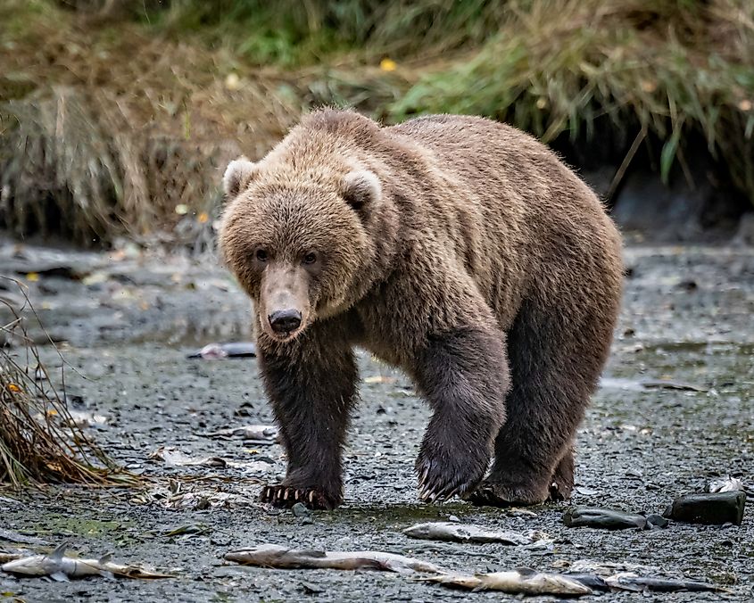 A Kodiak bear (Ursus arctos middendorffi)