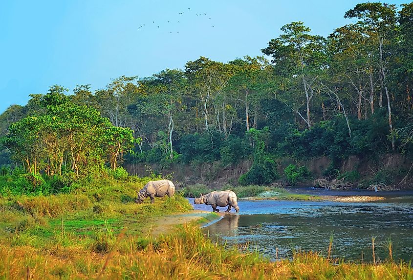 Indian rhinos in Chitwan National Park in Nepal.