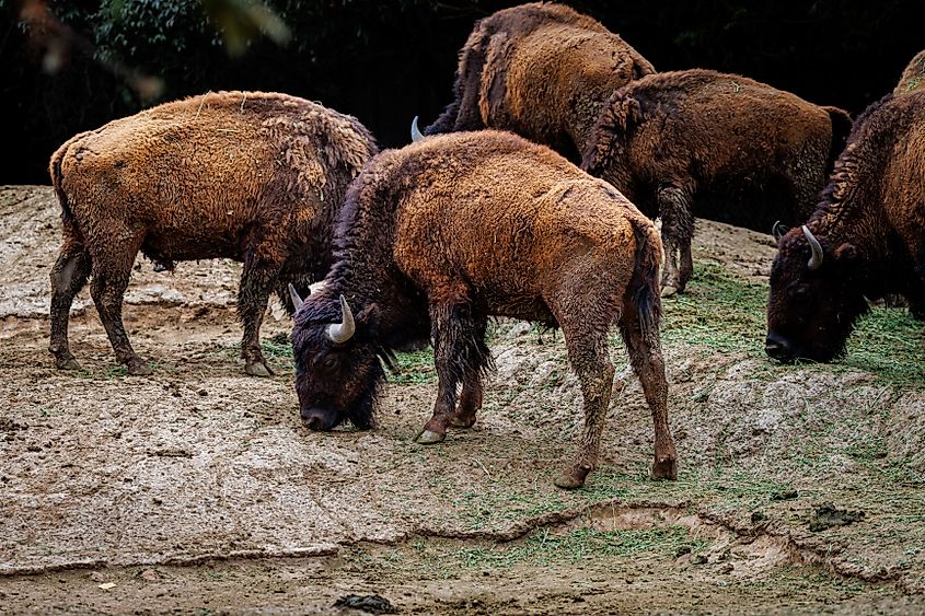A herd of American bison grazing