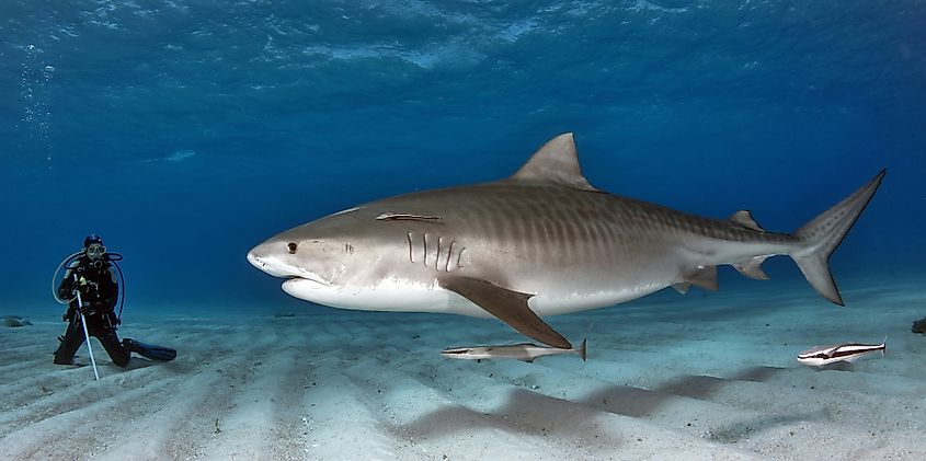 A tiger shark swimming near a scuba diver.