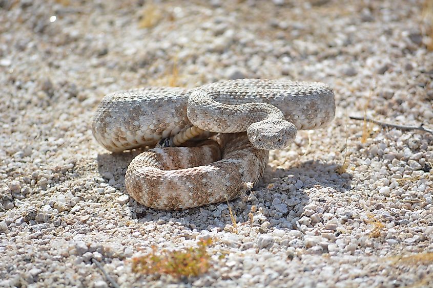 A speckled rattlesnake (Crotalus pyrrhus)