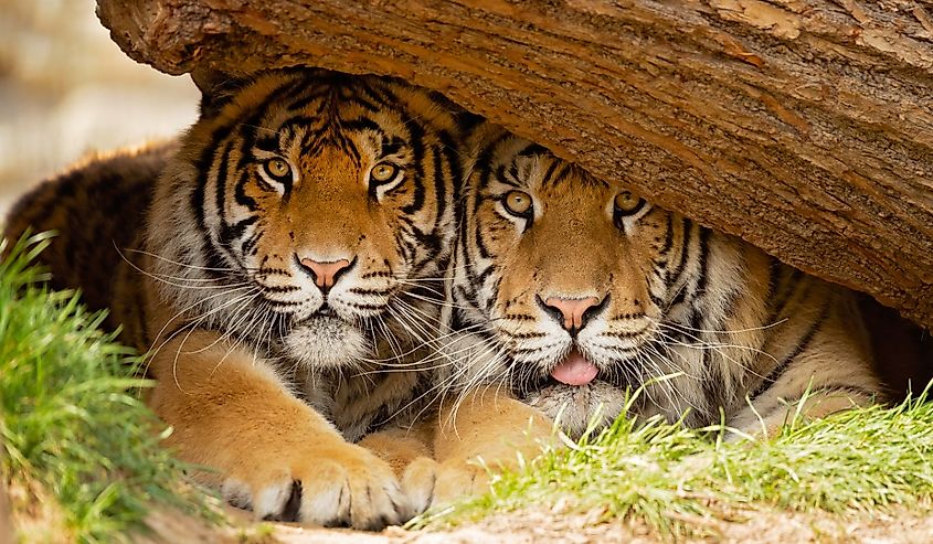 The Bengal tiger is a tiger from a specific population of the Panthera tigris tigris subspecies that is native to the Indian subcontinent.