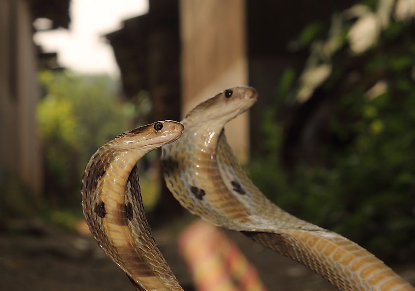 A pair of Indian cobras