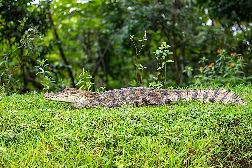 A spectacled caiman (Caiman crocodilus)
