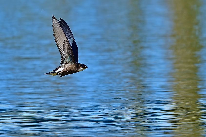 White-throated needletail.