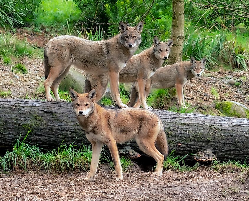 A family of four red wolves