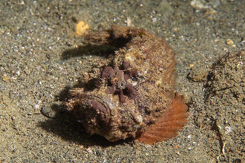 A devil scorpionfish (Scorpaenopsis diabolus)