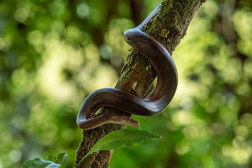 An olive python (Liasis olivaceus)