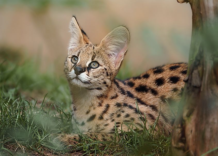 A serval (Leptailurus serval)