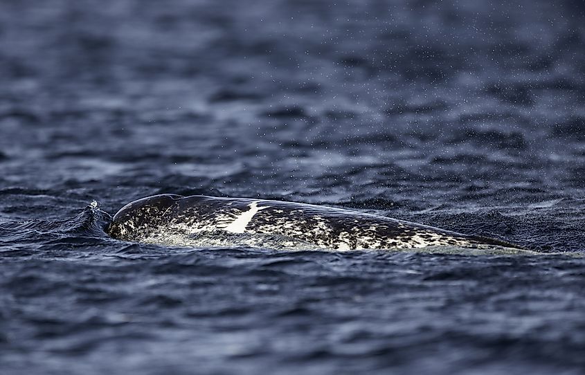 A narwhal surfacing with its tusk visible.