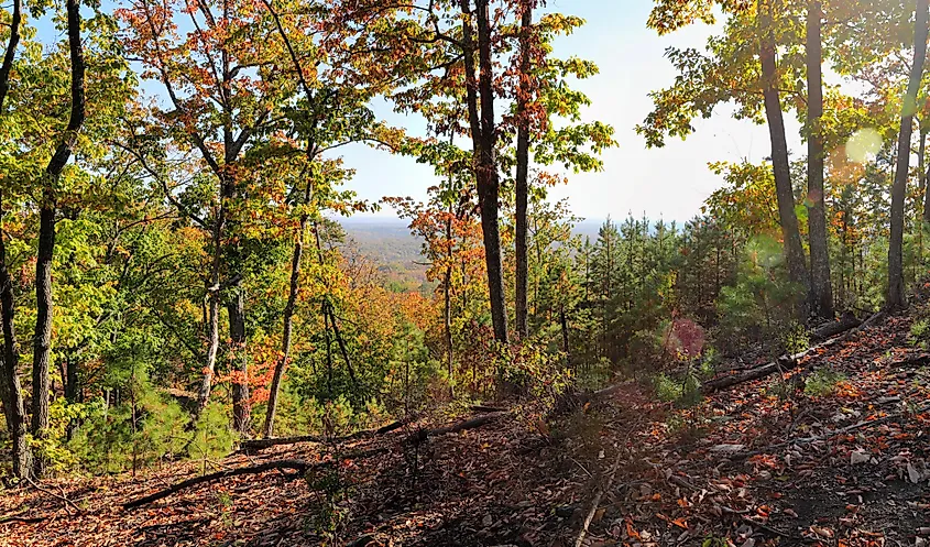 A view of the trees during fall at Kings Mountain State Park