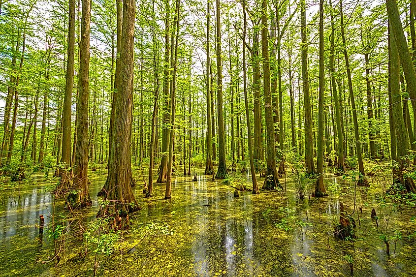 View of the swamp at Little Black Slough Nature Preserve