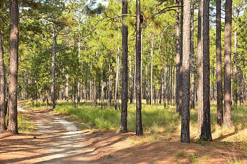 View of the trees at Carvers Creek State Park