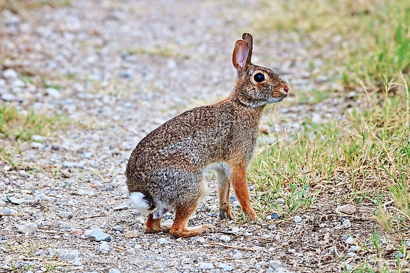 A swamp rabbit (Sylvilagus aquaticus)