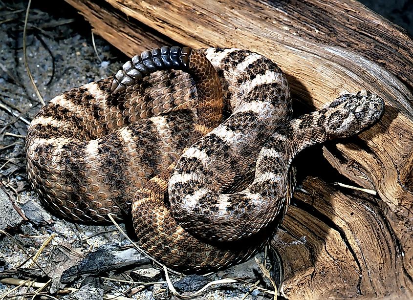 A tiger rattlesnake (Crotalus tigris)