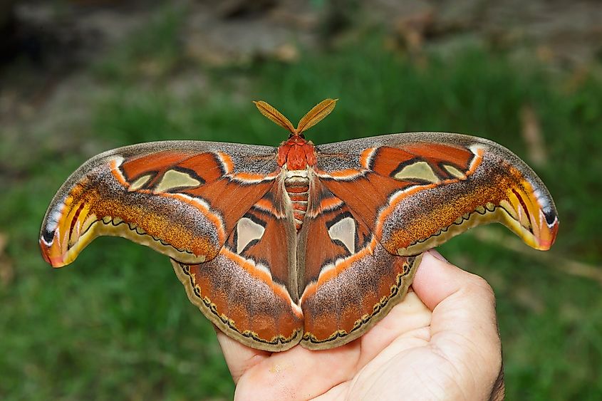A silk moth with large feathery antennae.