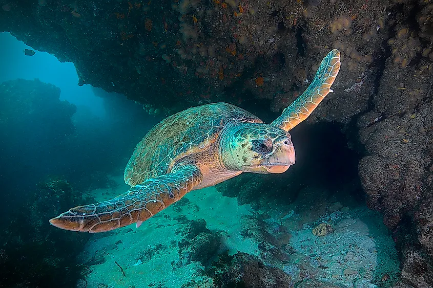 A loggerhead sea turtle (Caretta caretta)