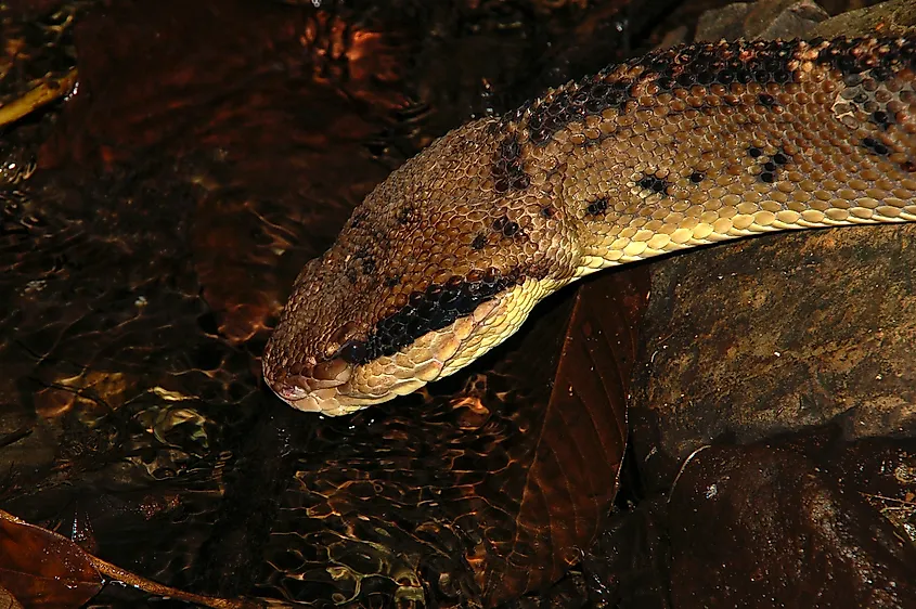 A Central American bushmaster (Lachesis stenophrys)