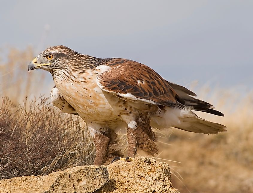 A ferruginous hawk (Buteo regalis)