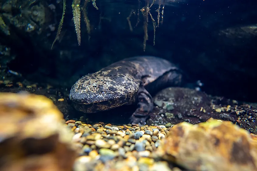 A Japanese giant salamander (Andrias japonicus)