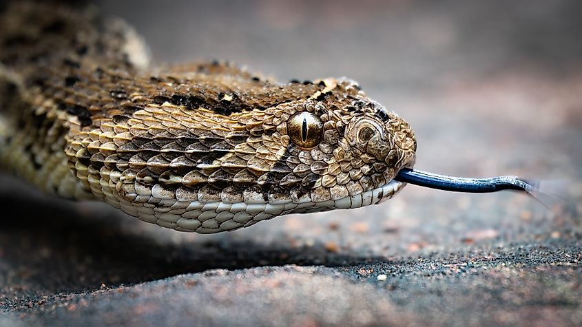 A puff adder (Bitis arietans)