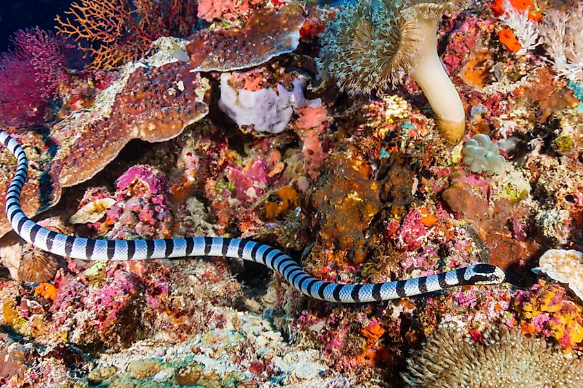 A banded Sea Snake (Krait) on a tropical coral reef in the Philippines. Via Shutterstock / Richard Whitcombe.