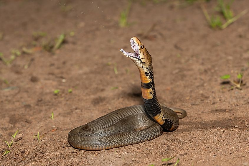 A Mozambique spitting cobra (Naja mossambica)