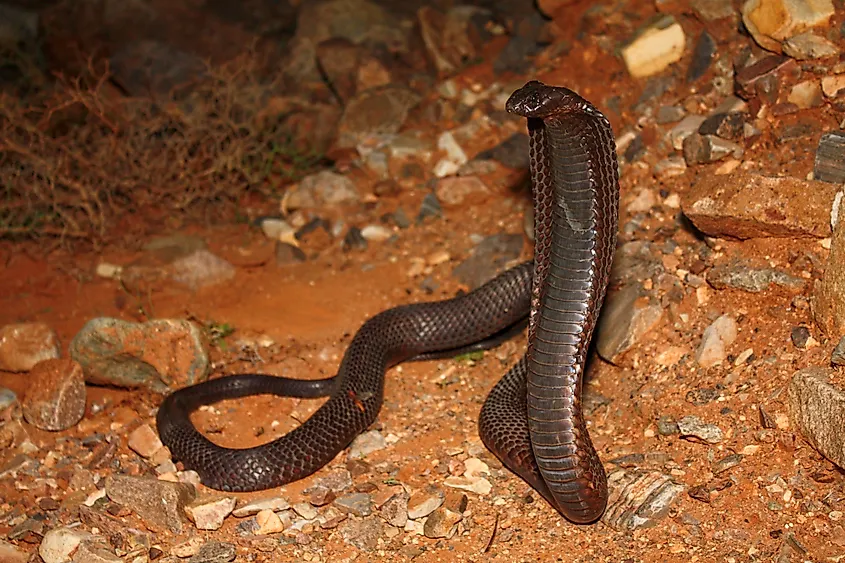 An Egyptian cobra (Naja haje)