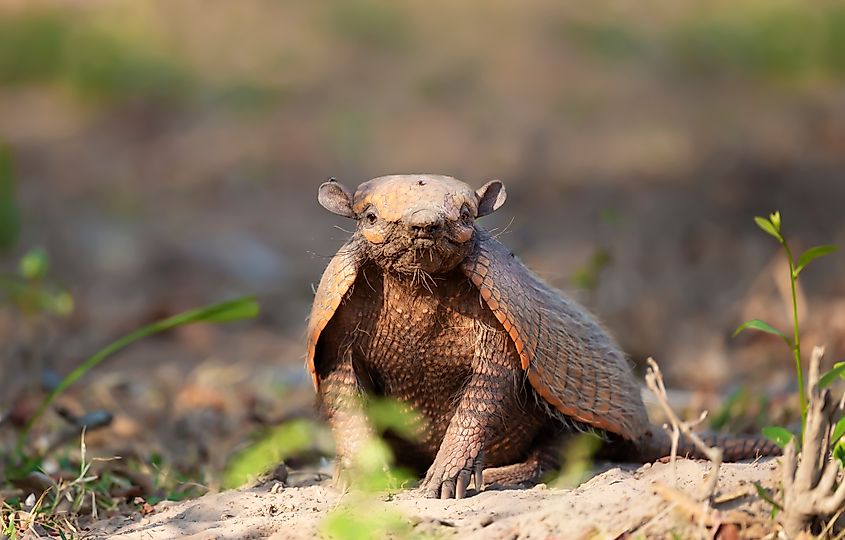 An armadillo