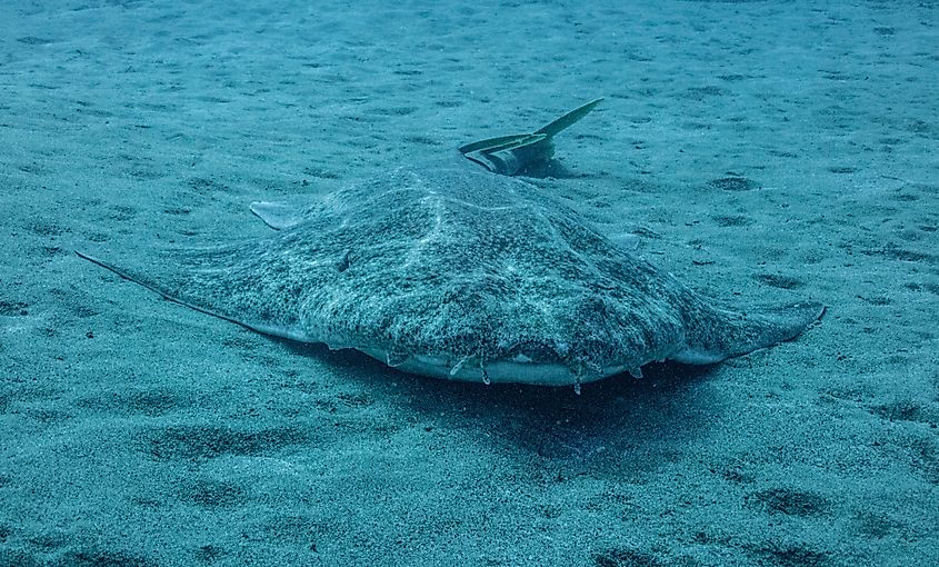 An angel shark (Squatina squatina) 