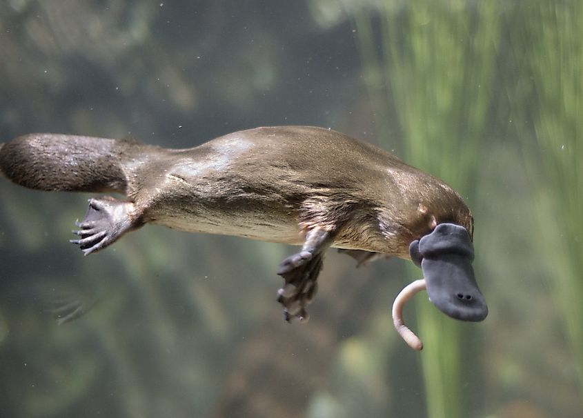 A platypus (Ornithorhynchus anatinus)
