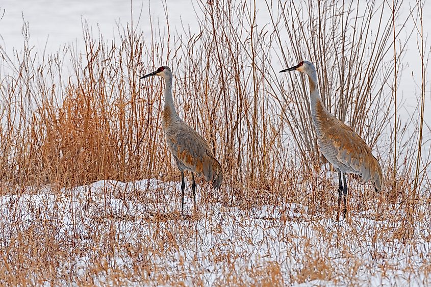 A Mississippi sandhill crane