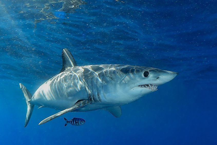 A shortfin mako shark (Isurus oxyrinchus)