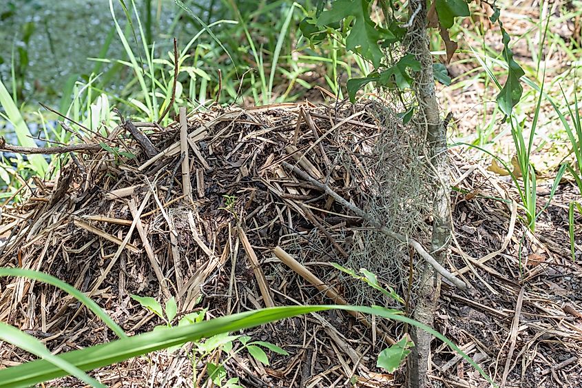 Close up of an Alligator nest.