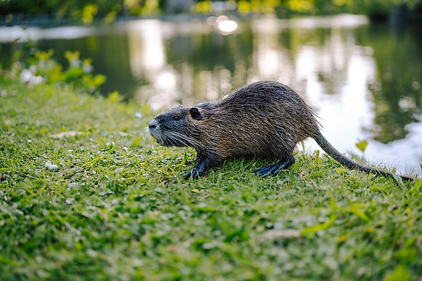 A coypu (Myocastor coypus)