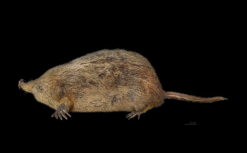 A star-nosed mole specimen