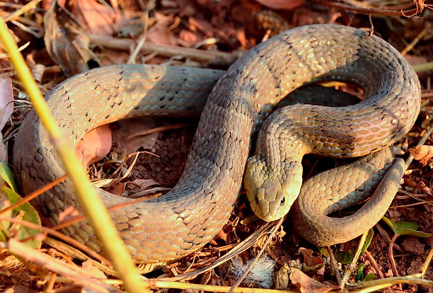 A rhombic night adder (Causus rhombeatus)