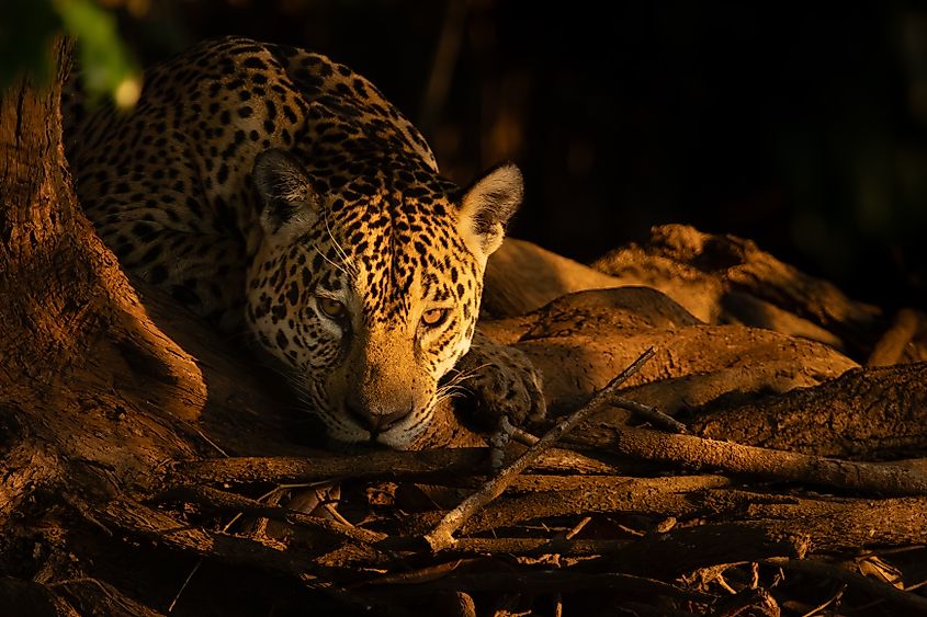 A jaguar (Panthera onca)