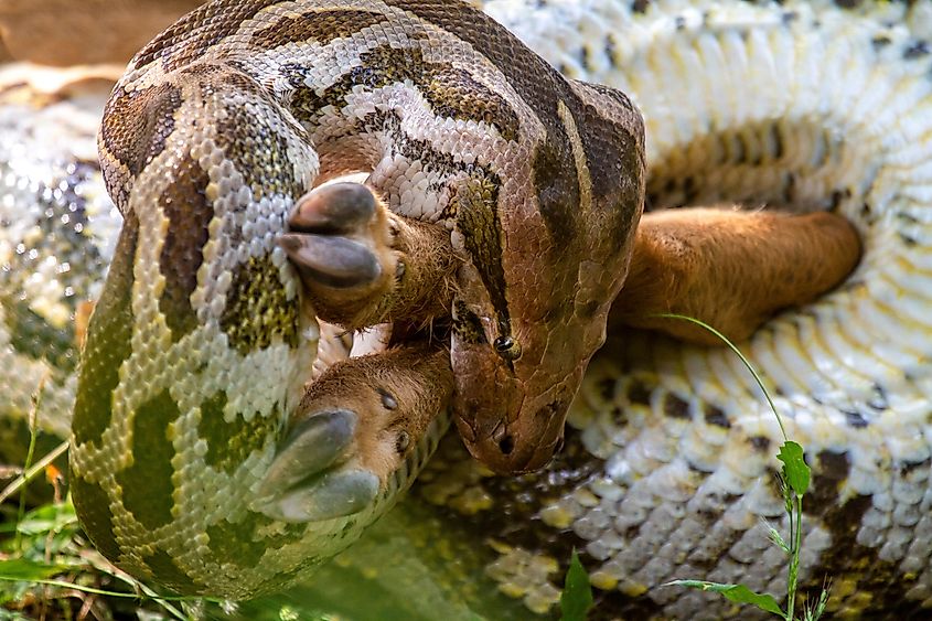 An Indian python (Python molurus)