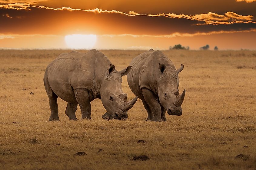 Two white rhinos